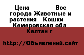 Zolton › Цена ­ 30 000 - Все города Животные и растения » Кошки   . Кемеровская обл.,Калтан г.